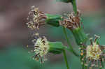 Rugel's Indianplantain <BR>Rugel's ragwort